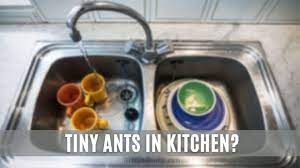 tiny ants in kitchen around sink how