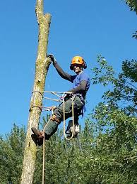 There are many related fields and there so you have options which is the good part. Certified Arborist Oakville On Hudson Tree Services