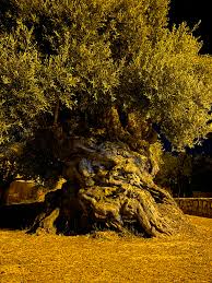 the ancient olive tree thewaterchannel