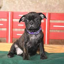 boston terrier and puggle hybrid puppy