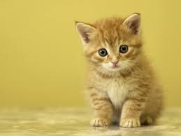 Cute Baby Kittens, Cat, Small, Claws ...