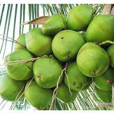 green coconut coconuts florida