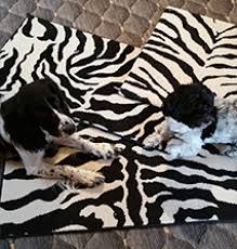 rustigian rugs pet friendly rugs and