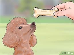 6 ways to care for a toy poodle wikihow