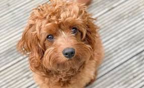 cavapoo guide exercise needs