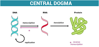 43 Unusual The Central Dogma Of Molecular Genetics