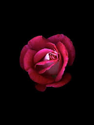 dark pink rose hd iphone wallpapers