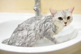 Can you bathe a cat? How To Bathe Your Kitten Or Adult Cat