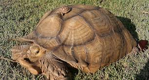 how old is my sulcata tortoise pet