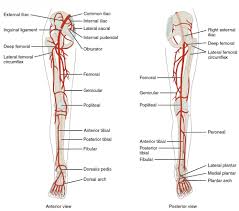 Diagram Of Vascular Leg Wiring Diagram Mega