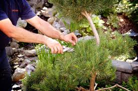To accurately figure out how to save dying trees, it is essential to first determine the problems by to identify a dying tree, these are the signals to watch out for. How To Bring A Dying Tree Back To Life 5 Tips To Save Your Dying Tree Alberta Arborists Edmonton Tree Care Service