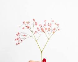 Image of hands gently handling small dried flowers