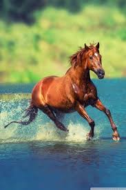 horse iphone running horse mobile hd
