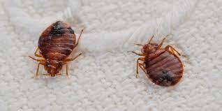how to get rid bedbugs