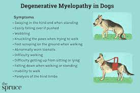 degenerative myelopathy in dogs