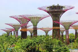 Treetops At Singapore S Gardens By The Bay