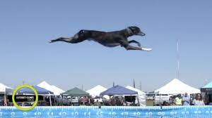 making a splash what is dog dock diving