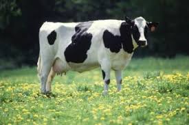 Image result for cows sleep standing up