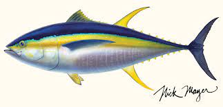 yellowfin tuna alpha predator