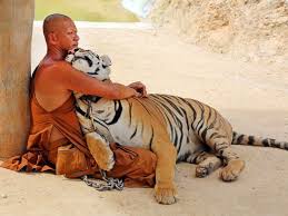 Tiger Temple | Kanchanaburi Attractions | Viet Holiday Travel