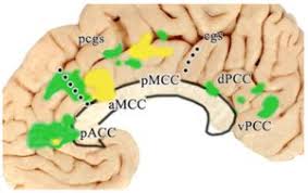 anterior cingulate cortex pain