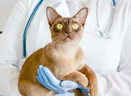 kidney failure in cats how t can