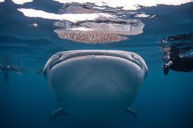what is a whale shark destination