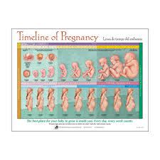 Exact Fetus Growing Chart Pragnancy Chart Baby Gestation