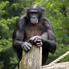 Bonobo Wikipedia
