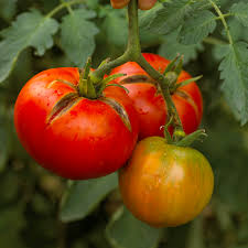 Tomatoes are there in the bag? Tomato Plant Diseases Better Homes Gardens