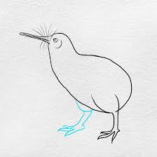 how to draw a kiwi bird oartsy