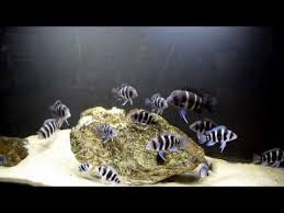 How To Improve The Growth Rate Of The Frontosa Cichlids