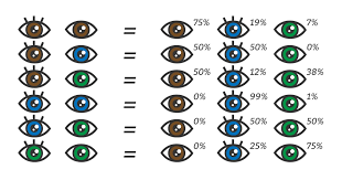 Eye Color Chart What Color Eyes Will My Baby Have