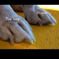 dog nailcut easy tips dogica