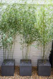 Bamboo In Polystone Planters Small