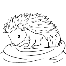 Cute little hedgehog is resting. Pin On Coloring