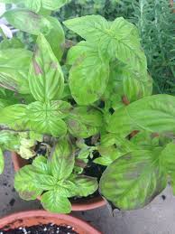 sudden brown patches on basil and mint