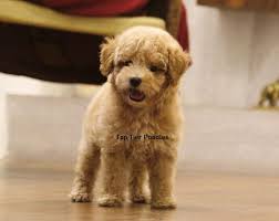 litter box toy poodle top tier