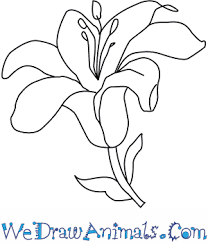 how to draw a lily flower