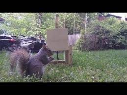 a squirrel trap diy catch alive trap