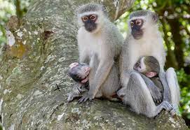 Vervet Monkeys (Chlorocebus pygerythrus) females with youn… | Flickr