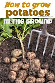 Here are several different ways to plant and grow your own potatoes · a better way to plant, grow and harvest sweet potatoes. How To Grow Potatoes Growing Potatoes Potato Gardening Planting Potatoes
