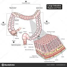 large intestine regions parts cross