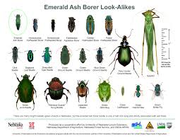 The Emerald Ash Borer 15 Facts Maine Woodland Owners