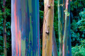 Maybe you would like to learn more about one of these? Rainbow Eucalyptus Discount Flooring Depot Blog