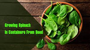 Growing Spinach In Containers From Seed