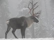 what-states-have-caribou