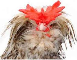 The Ultimate Chicken Breeds Guide All Uk Chicken Breeds