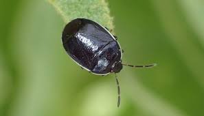 8 little black round bugs that sneak