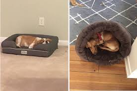18 Comfy And Dog Beds Fido Will